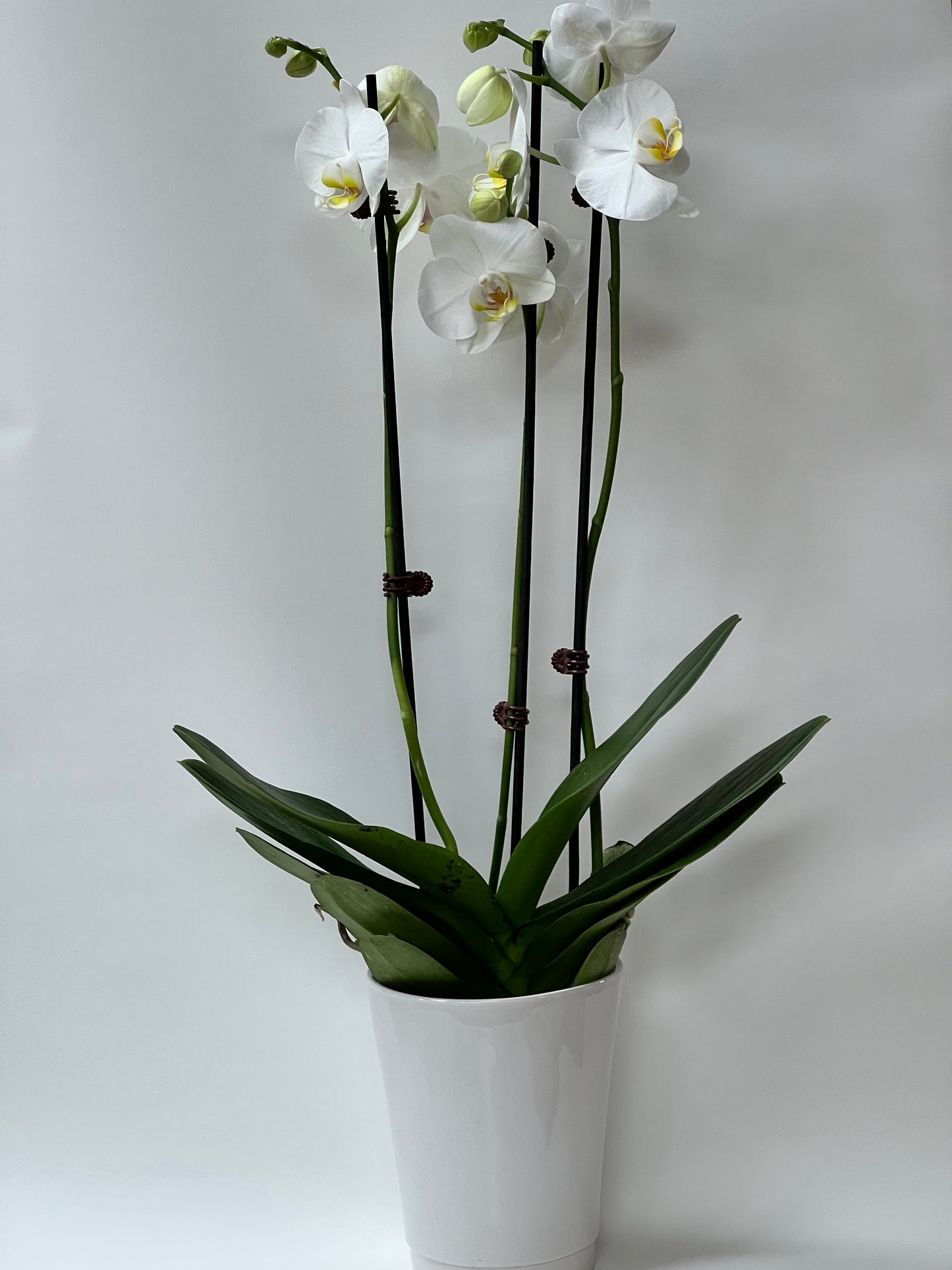 Glorious Phalaenopsis Moth orchid-3 Stems