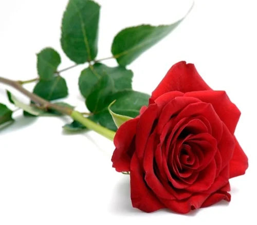 Single Red Rose